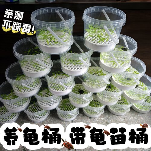 养龟苗桶透明加厚塑胶养龟桶小龟