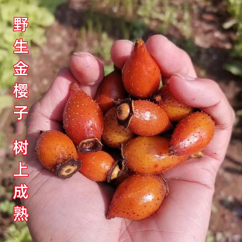 野生金樱子中药材去籽刺梨金英子