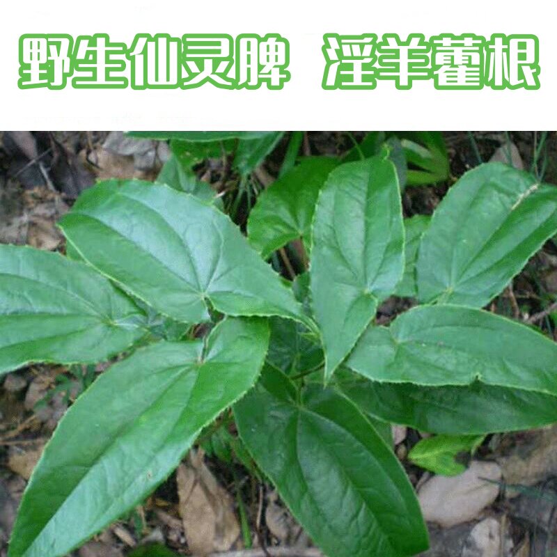 野生淫羊藿仙灵脾男性肾滋补泡酒