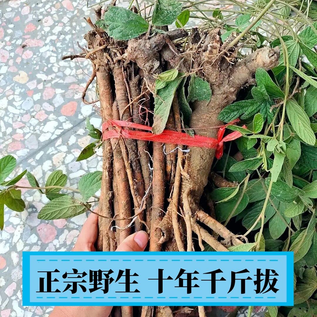 野生红皮千斤拔正品钻地风小叶