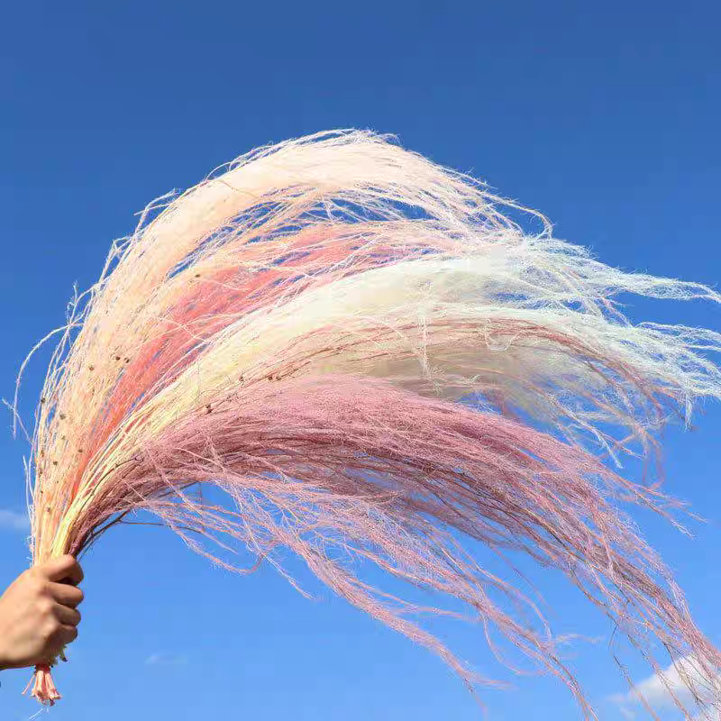 龙须草永生花干花吊米天然真花ins 家居插花装饰婚礼墙面软装花材