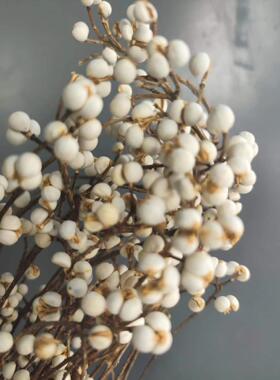 小白果长杆 干花乌柏果白豆真花北欧小清新家居装饰花束花环装饰