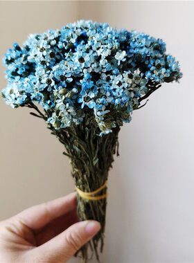菊花法国真花文艺白菊白色蜡环diy像小长得干花花瓶迷你白梅