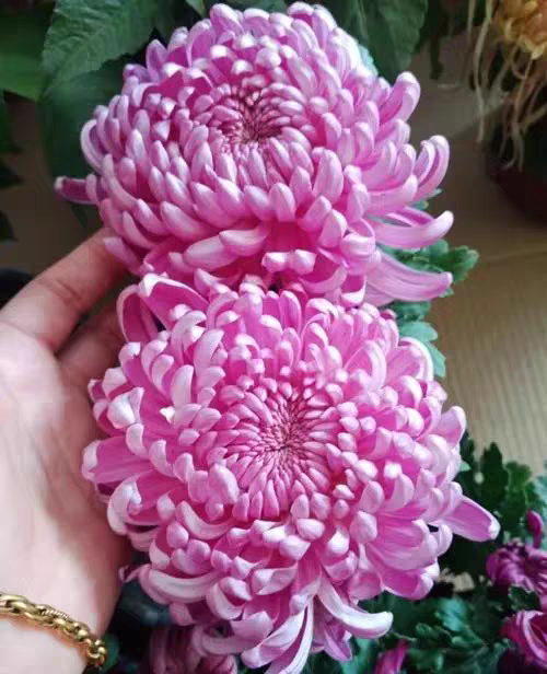 【带花苞】陶然醉粉绣球盆栽菊花菊花类