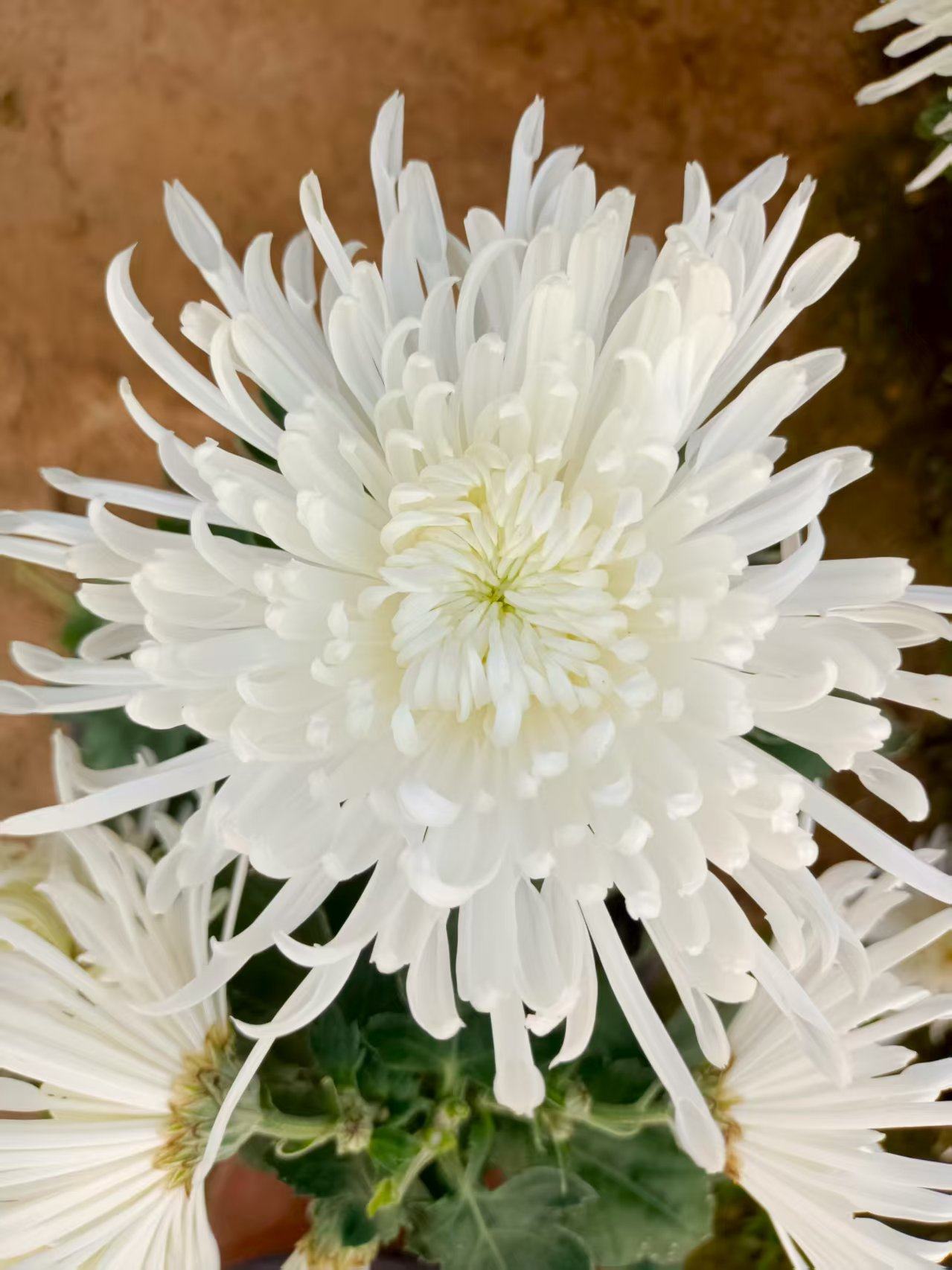 【带花苞发货】白丝大花盆栽菊花苗室内外阳台花卉好养图片