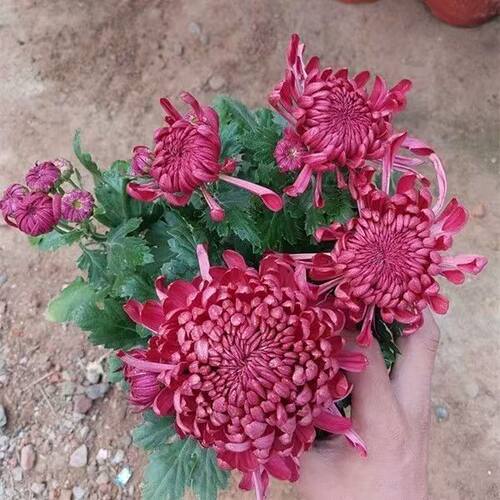 【带花苞】红绣球大花型菊花盆栽基地直销包对版阳台庭院耐寒特色
