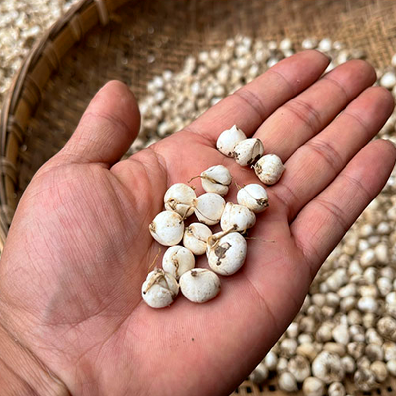 正宗西藏特产那曲藏贝母野生川贝母松贝50g装中药材农产品包邮