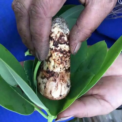 【每日价不同询价】7-9CM香格里拉新鲜松茸云南特产野生食用菌