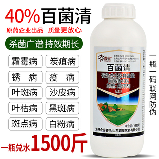 40%百菌清水剂白粉病月季花卉果树蔬菜疫病黄瓜霜霉病农药杀菌剂