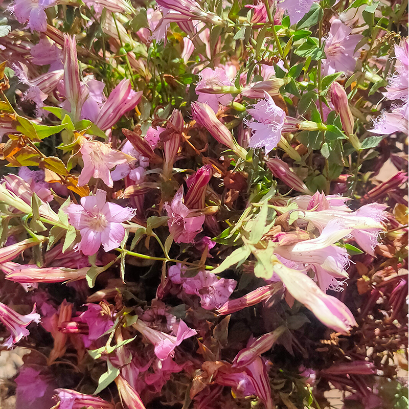 红花龙胆草苦胆草小青鱼胆星绣花含根茎叶整株干货