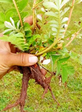 新货翻白草野生白地榆地风皮云南含根茎叶整株干货500g