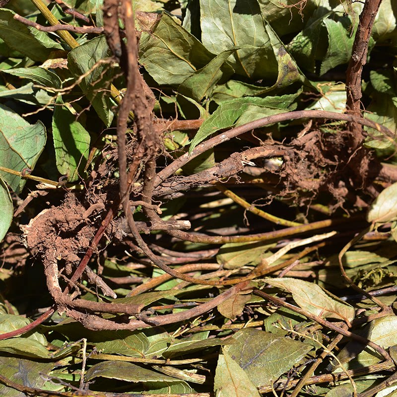 透骨草云南无硫地道药材满山香搜山香大透骨草珍珠透骨草整株