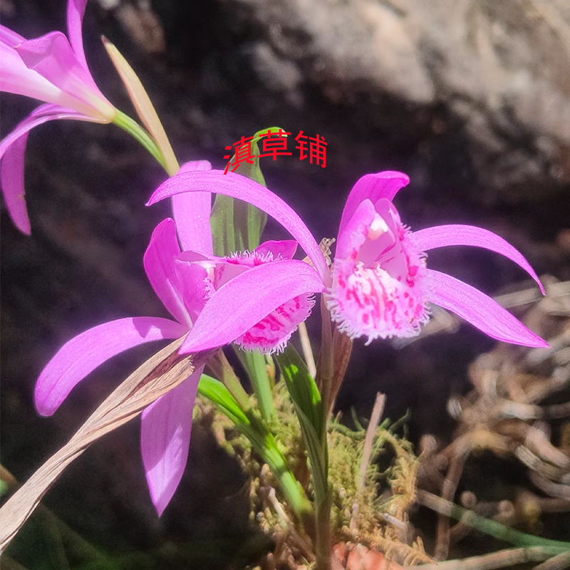 红花冰球子独蒜兰独白芨圆白芨山慈菇独叶白芨云南盆栽非野生鲜苗