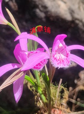 红花白云南深山采挖的中药材