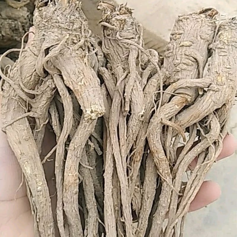 当归新货药材云南当归无硫自然晒干云当归土当归