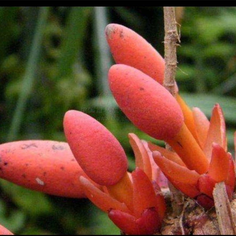 回春草新货干货云南特有不老草顶天柱草苁蓉500g干货