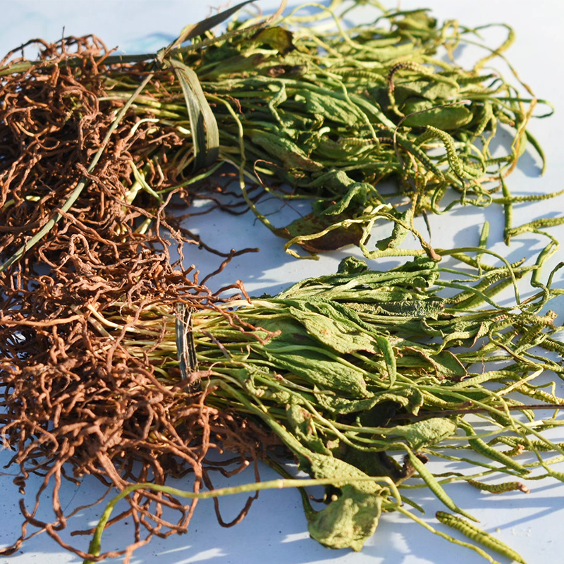 蛇息草云南野生一支箭地道药材蛇吐须青藤蛇咬子瓶儿小草