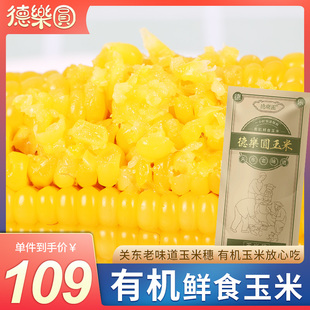 德乐圆关东老味道 东北糯玉米黏甜10穗 有机玉米非转基因新鲜玉米