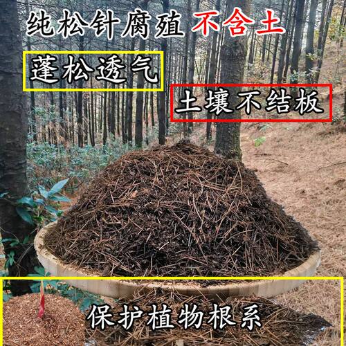 已腐熟纯天然松针腐殖土君子兰换盆土君子兰土专用土植物营养土