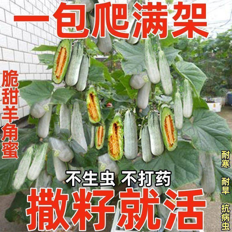 超甜羊角蜜甜瓜种子薄皮冰糖香瓜籽庭院阳台盆栽水果种子四季种子