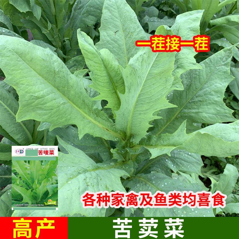 农家苦麦菜苦麻菜种子种鸡鸭鹅鱼猪四季耐热良种苦唛苦荬养鹅牧草