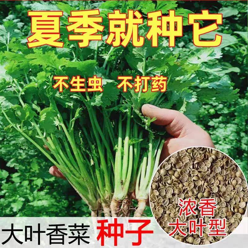 【3.88元10包】大叶香菜种子耐热耐抽薹芫荽种籽春秋四季蔬菜盆栽