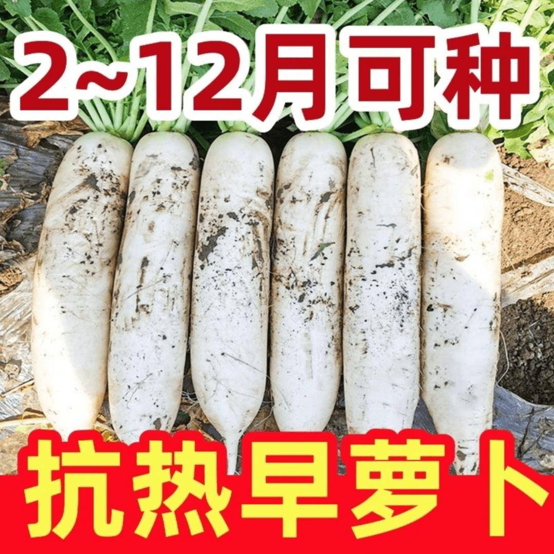【白萝卜种子】家庭阳台小院盆栽地栽四季种植白萝卜种籽蔬菜种子