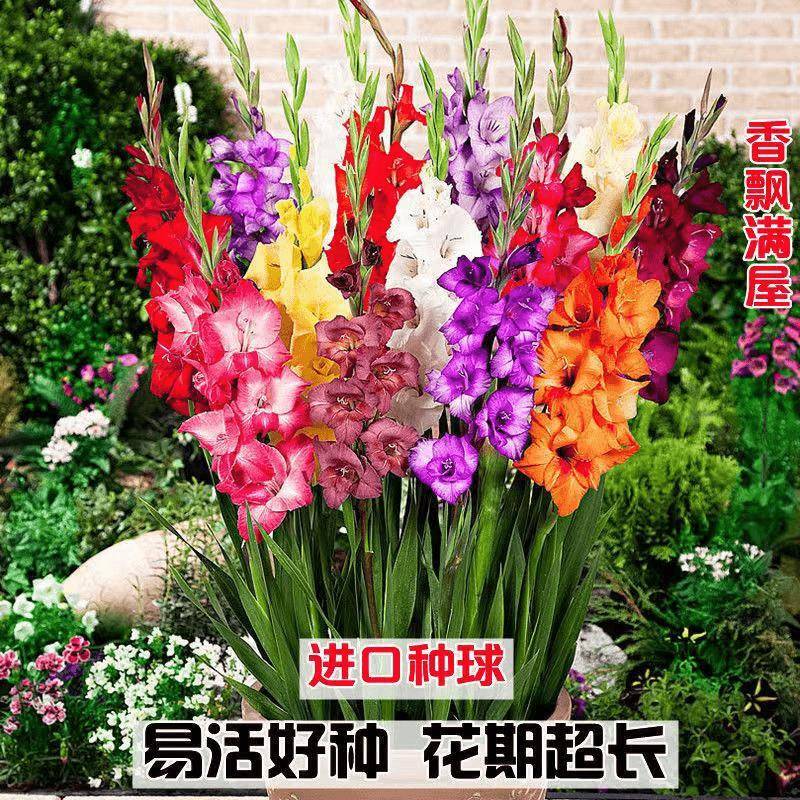 剑兰唐蒲昌盆栽地栽花卉绿植室内阳台庭院四季种植花卉盆栽