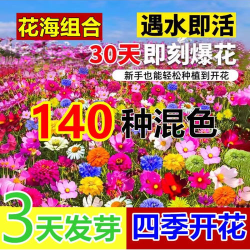 耐寒耐热多年生野花种子组合