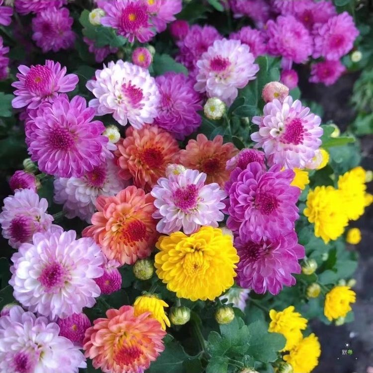 彩虹糖果菊花种子混色七彩翠菊种子一年四季开花庭院阳台耐寒种子