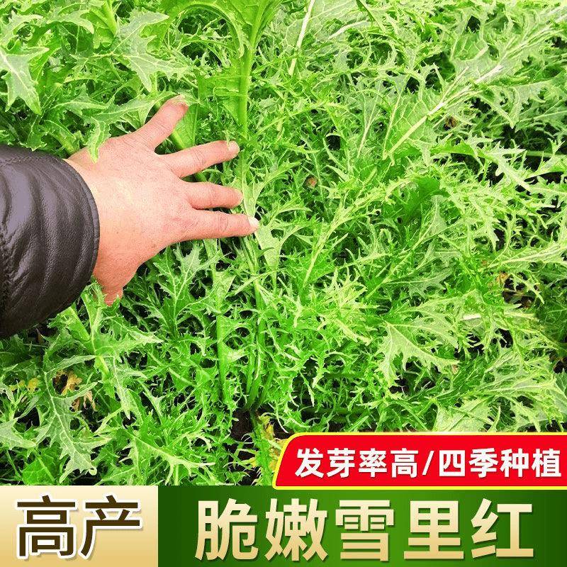 【雪里蕻种子】四季播种庭院阳台瓜果蔬菜雪里蕻雪菜盆栽秋冬蔬菜