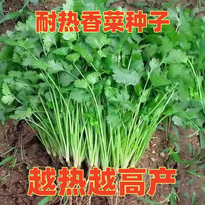大叶香菜种子耐热耐抽薹芫荽种籽农家蔬菜种籽盆栽学种菜春秋四季