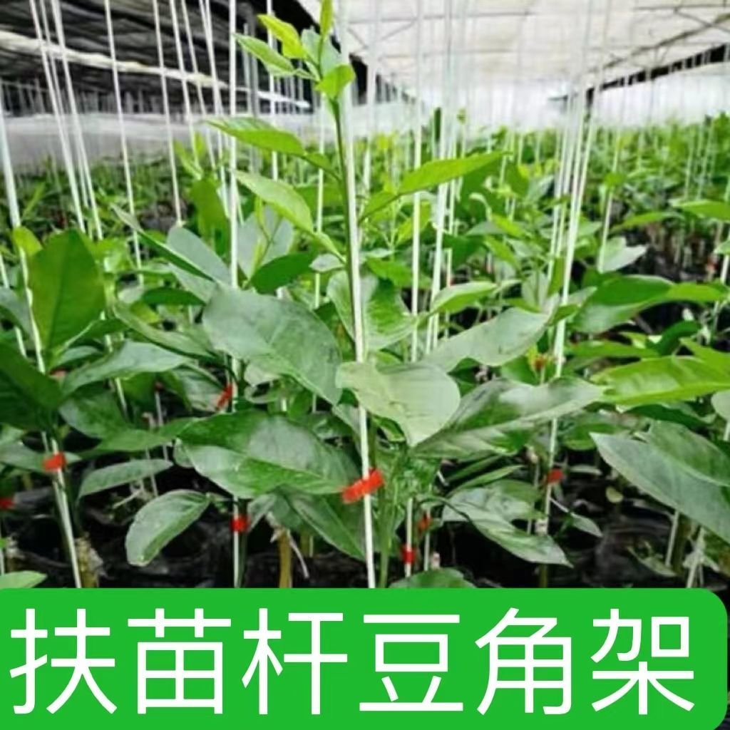 扶苗杆花支架支撑杆支柱园艺植物花架黄瓜豆角丝瓜家用豇豆爬藤-封面