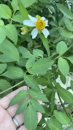 新鲜现摘鬼针草三叶脱力草四方枝苦栋鬼钗草虾钳草粘人草归真草茶