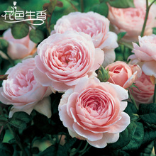 瑞典女王月季花苗大花浓香开花粉色玫瑰四季盆栽花卉绿植植物庭院