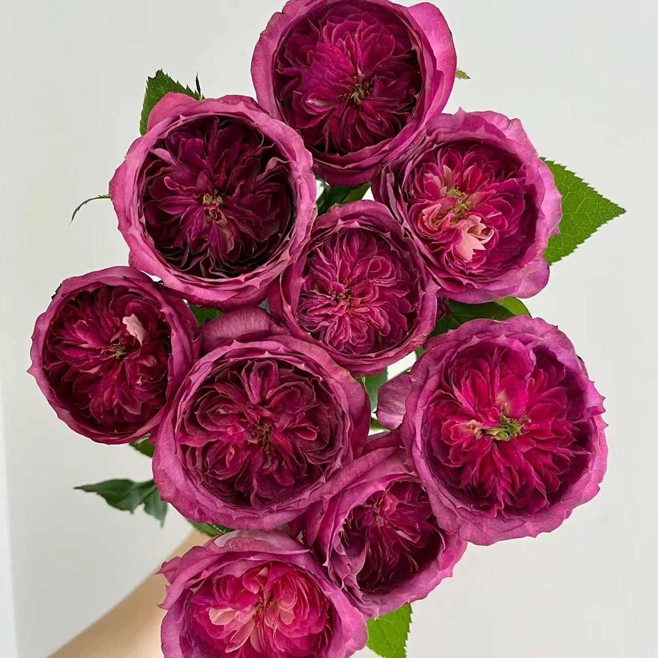 蓝莓蛋糕月季花苗玫瑰花盆栽