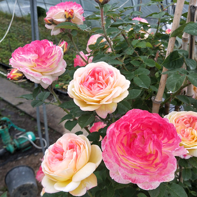 詹森月季花苗爬藤玫瑰花盆栽