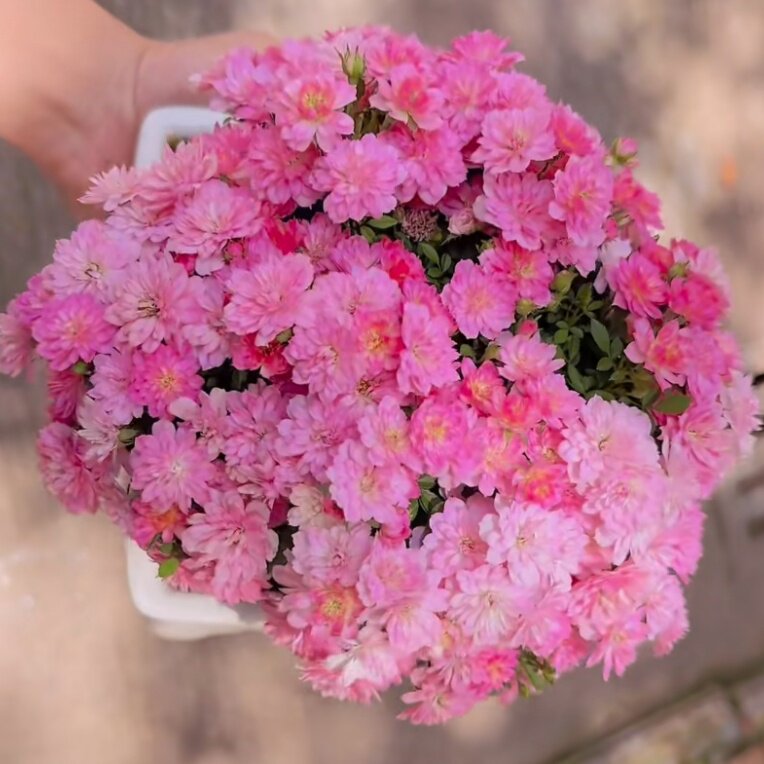 瑾荷玲珑月季花苗盆栽