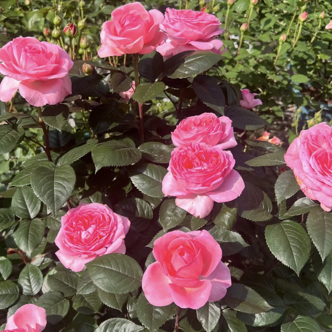 A花宫娜月季花苗开花重瓣玫瑰花卉绿植物庭院四季盆栽爬墙薇树苗