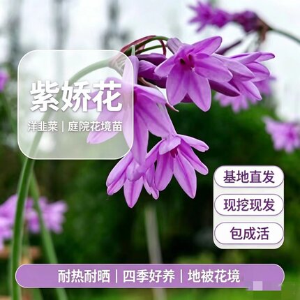 紫娇花庭院花境苗洋韭菜，耐晒四季开花可食用驱蚊基地现挖易成活