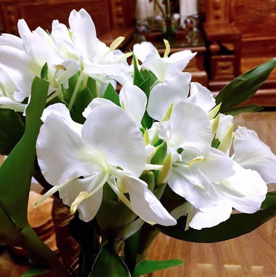 新鲜办公桌水养野姜花顺丰包邮