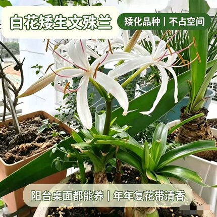 白花矮生文殊兰矮化品种不占空间室内阳台四季开花清香好养绿植