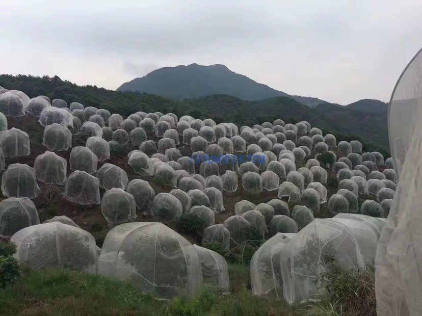 包邮杨梅 水果树罩 樱桃 蚊帐 防虫网 罗幔 防鸟网 防风网莲雾网,农机/农具/农膜,农用防虫网,淘宝优惠券,粉丝福利购,淘宝优惠卷