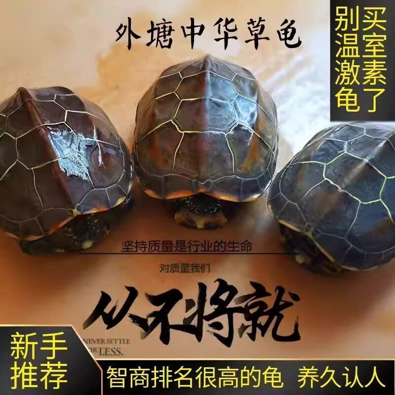 【每只10-20克4-5厘米】4只外塘冷水草龟小乌龟活体活物包邮包活