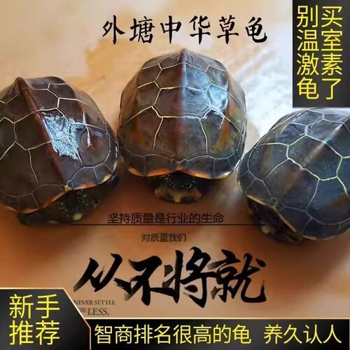 【每只10-20克4-5厘米】4只外塘冷水草龟小乌龟活体活物包邮包活
