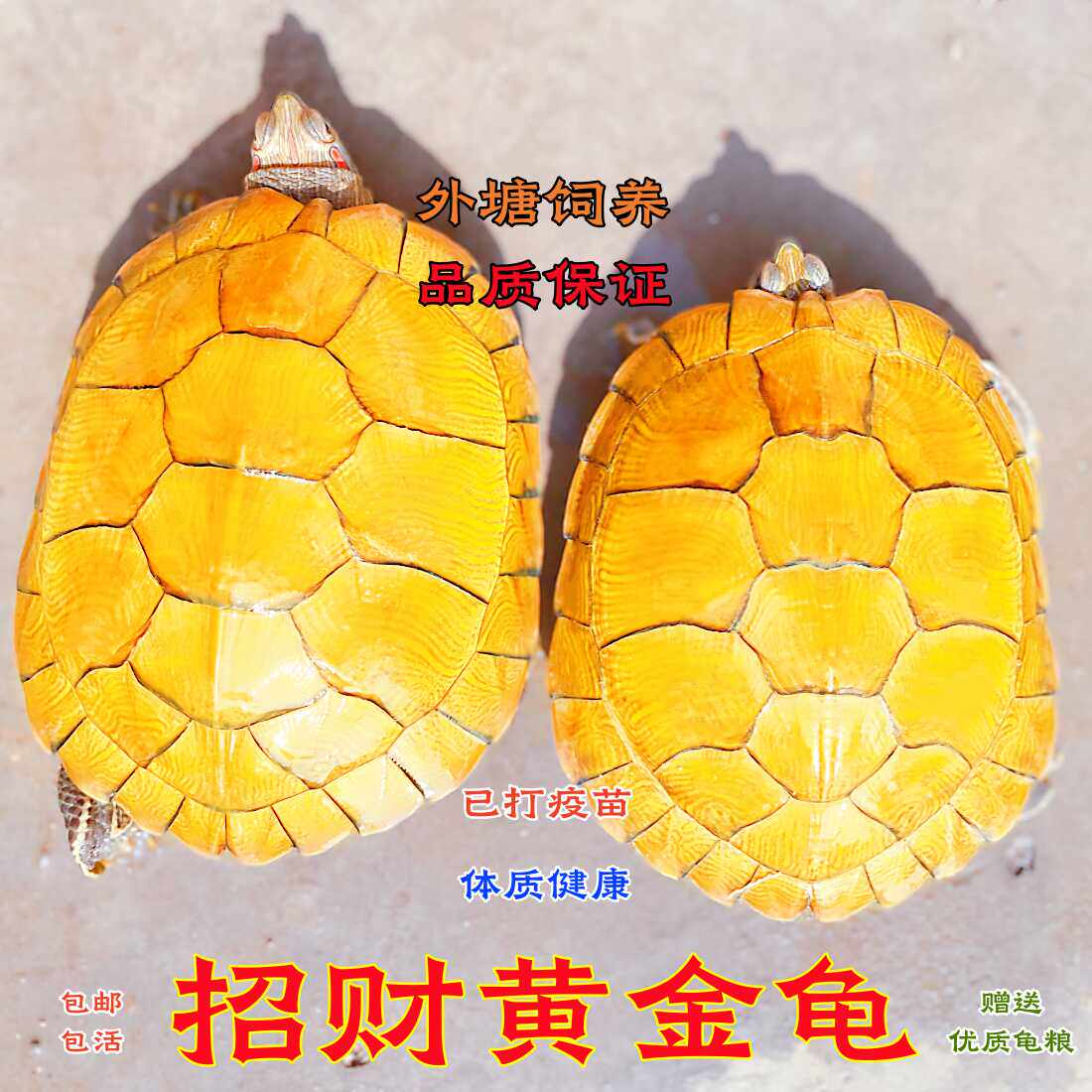 黄金招财龟风水招财乌龟