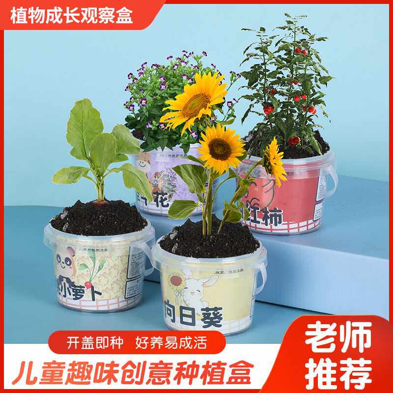 儿童盆栽水培蔬菜盒幼儿园芽苗盆景室内摆件迷你植物绿植种植学生