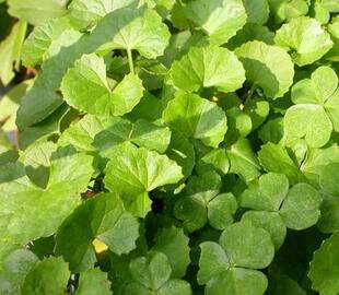 积雪草纯露原料代做纯露舒缓镇静消炎保湿(定制产品请咨询客服)