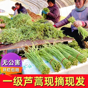 原产地现摘新鲜蔬菜去叶去老根净菜藜蒿芦蒿杆子柳蒿芽炒腊肉野菜