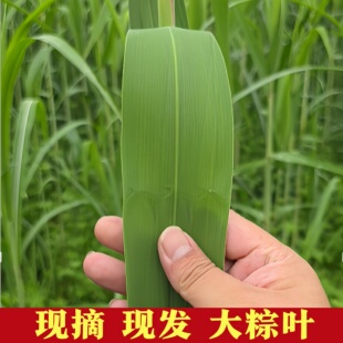 端午粽子叶新鲜粽叶野生芦苇叶苏北洪泽湖农家现摘包粽子